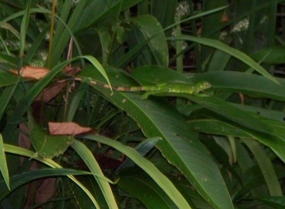 Spotting Image 1