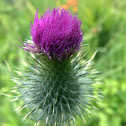 Thistle