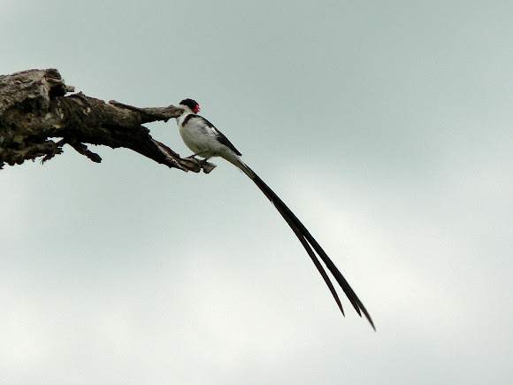 Spotting Image 1