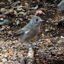 Juniper Titmouse