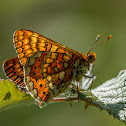 Marsh Fritillary