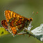 Marsh Fritillary