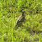 Mourning Dove
