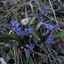 Two-leaf/Alpine squill