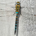 Common Hawker
