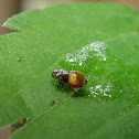 meadow spittlebug/froghopper