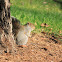 Eastern Gray Squirrel
