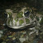 European Green Toad