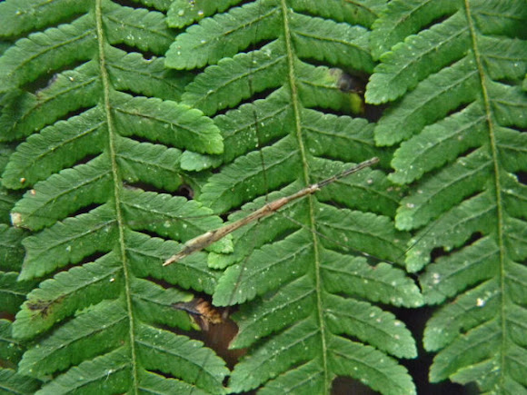 Spotting Image 1