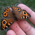 Medow Argus