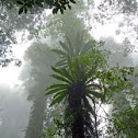 Bird's-Nest Fern