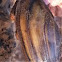 Mussel
