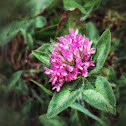 Clover