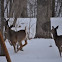 White-tailed deer