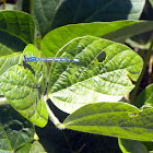 Northern Bluet Damselfly
