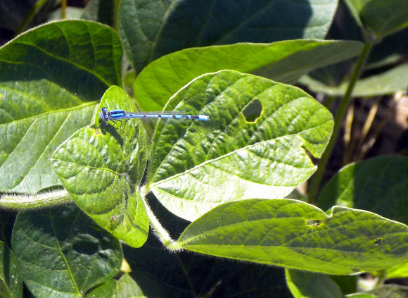 Spotting Image 1
