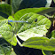 Northern Bluet Damselfly