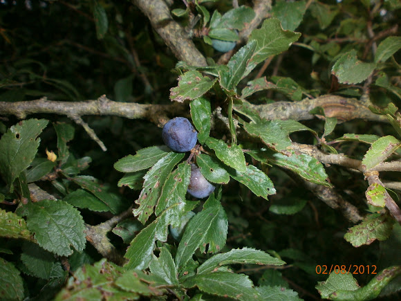 Spotting Image 1