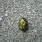 Cetonia aurata