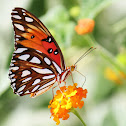 Passion Butterfly