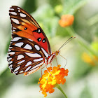 Passion Butterfly