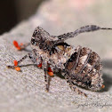 Upright-winged Hopper