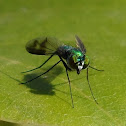 Long-legged flies