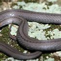 Red-Bellied Snake