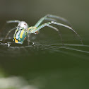 Orchard Spider
