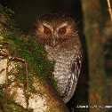 Long-whiskered Owlet