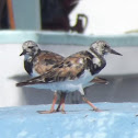 Playeritos, ruddy turnstone
