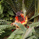 Cycad