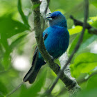 Indigo Bunting (male)