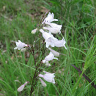 Hairy Beardtongue