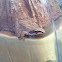 Wood Frog