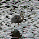 Tricolored Heron