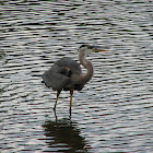 Tricolored Heron
