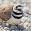 Piping plover?