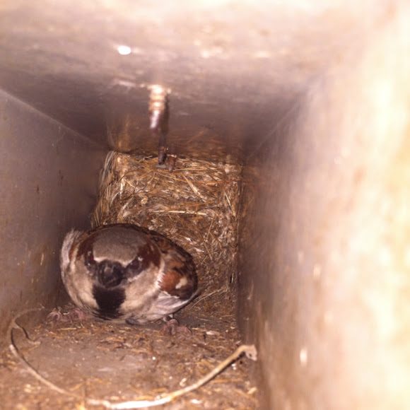 Spotting Image 1