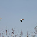 American White Pelicans