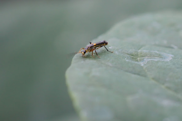 Spotting Image 1