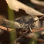 Northern Green-striped Grasshopper