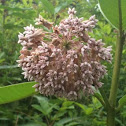 Milkweed