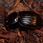 Bess Beetle ?