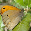 Meadow Brown Butterfly ♂
