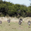 Ñandú-American Ostrich