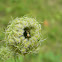 Crab spider