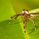 Two-striped jumping spider(Male)