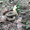 Garter Snake