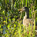 Mottled Duck